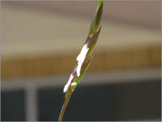 竹の花（２）