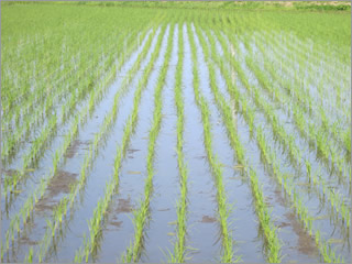 稲の生育順調です_H25_05