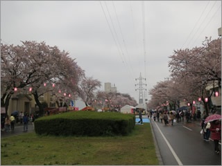 松戸六実の桜祭り_H27(3)
