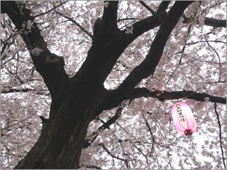 松戸六実の桜祭り_H27(4)